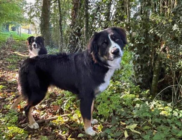 chiens border collie bois