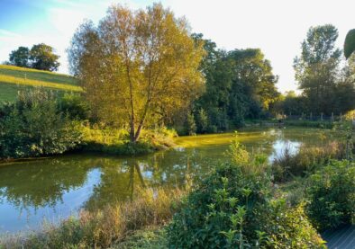 étang nature avec arbres