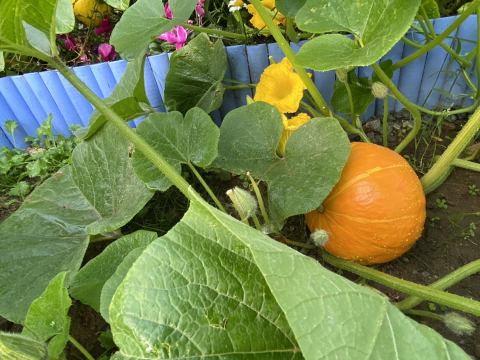 citrouille potimarron