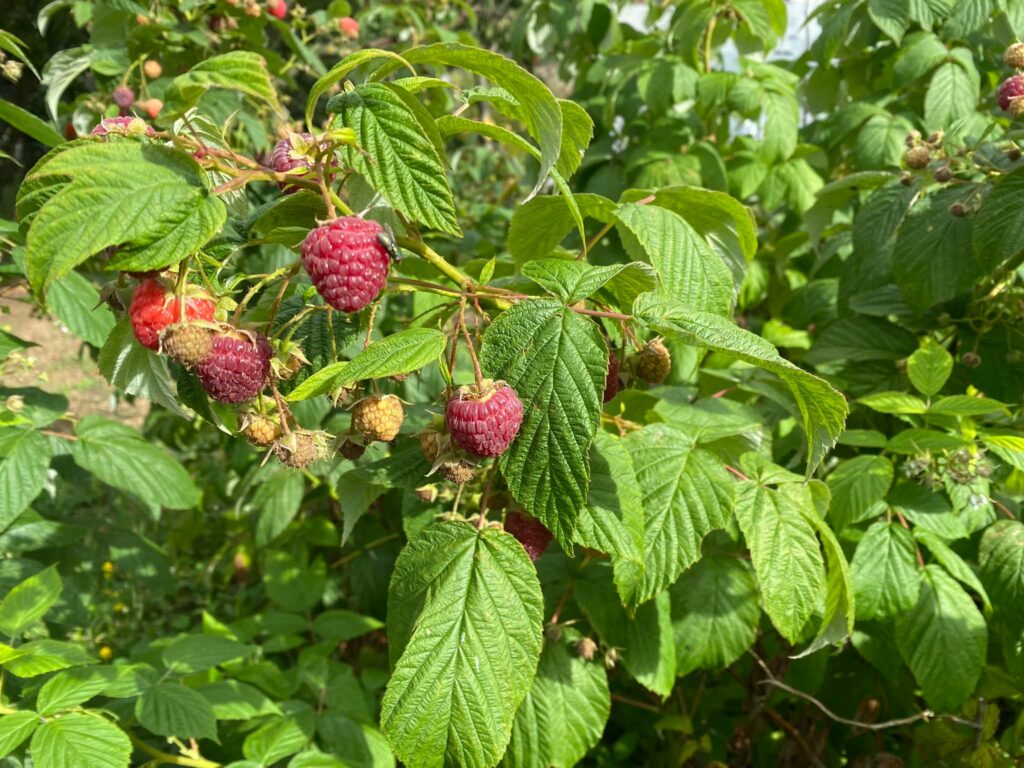 framboise sauvage