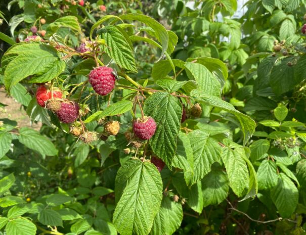 framboise sauvage