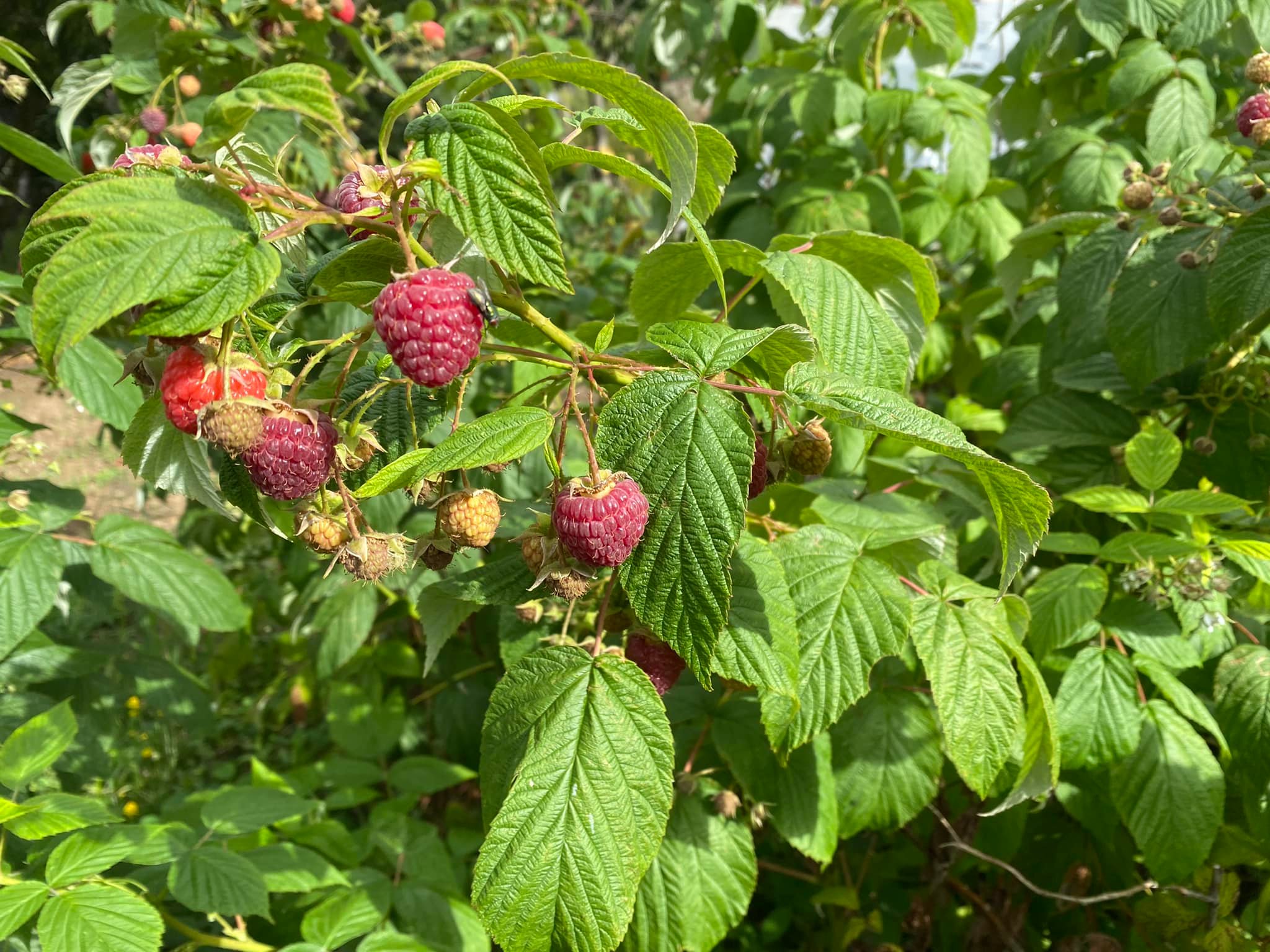 framboise sauvage