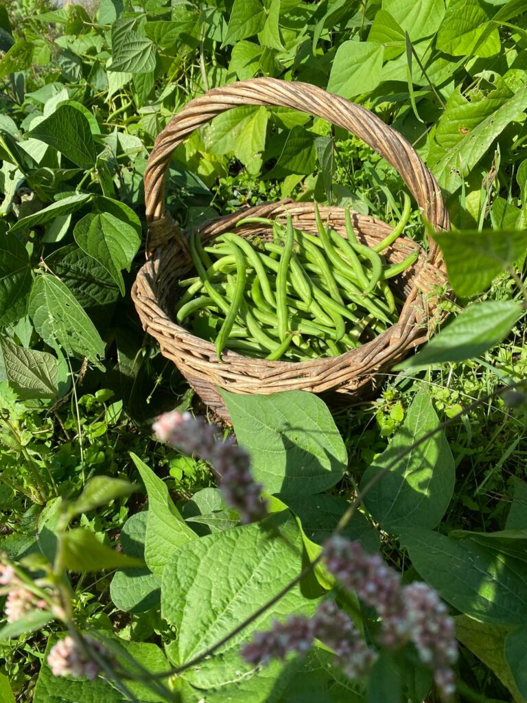 panier haricots verts jardin