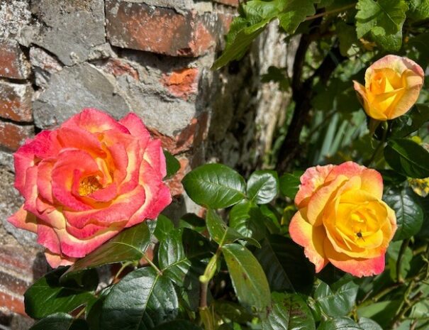 roses pétales jaunes roses