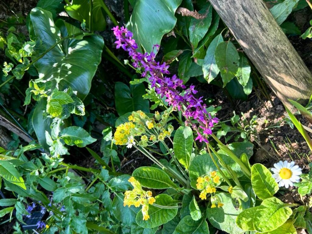fleurs sauvages