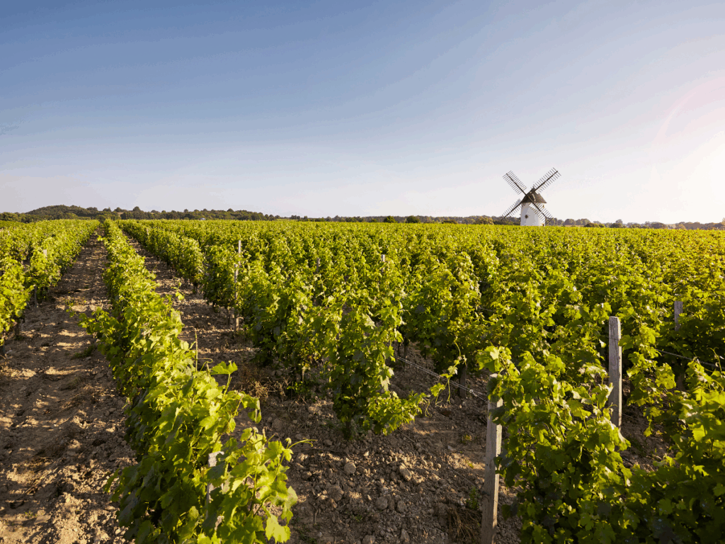vignes avec moulins